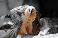 Animali 2